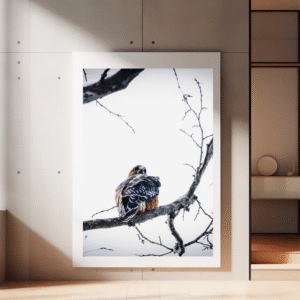 Red-Shouldered Hawk on Branch – Nature Wall Art